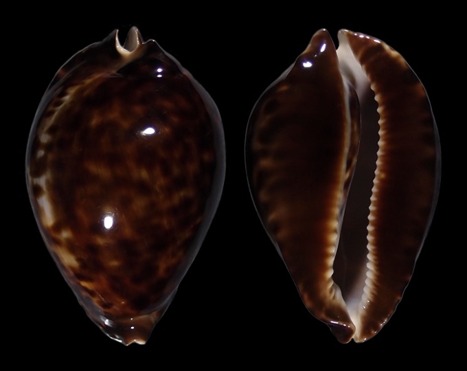 Image of Zoila friendii vercoi