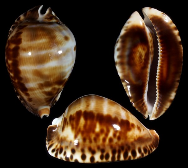 Picture of Zoila friendii vercoi Picture of Zoila friendii vercoi
