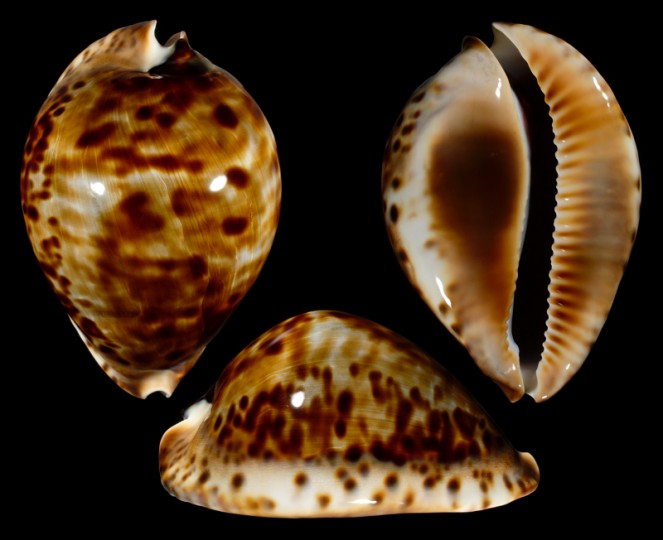 Picture of Zoila friendii vercoi Picture of Zoila friendii vercoi