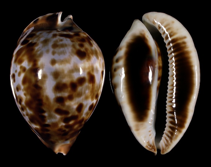 Image of Zoila friendii vercoi