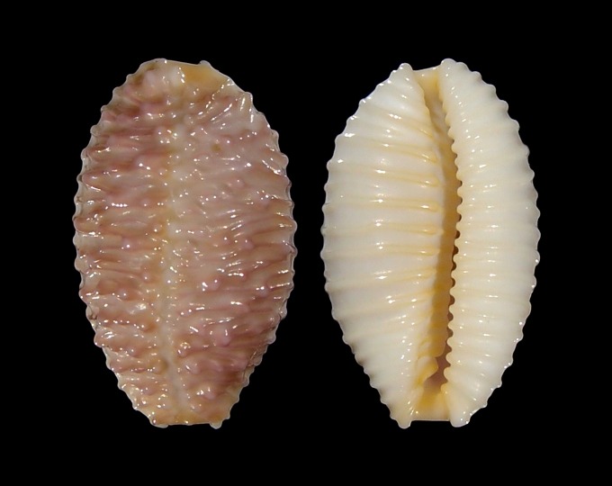 Picture of Nucleolaria granulata cassiaui