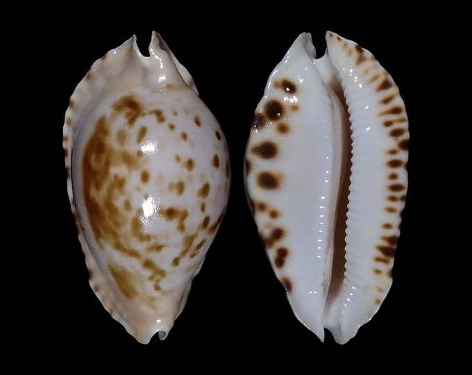 Image of Zoila marginata marginata f. consueta