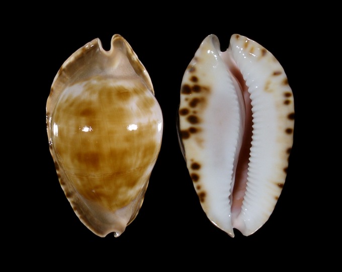 Picture of Zoila marginata marginata f. consueta Picture of Zoila marginata marginata f. consueta