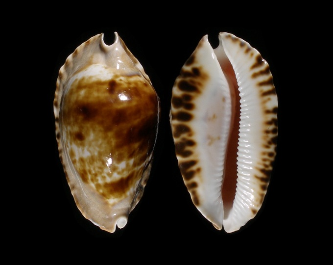 Picture of Zoila marginata marginata f. consueta