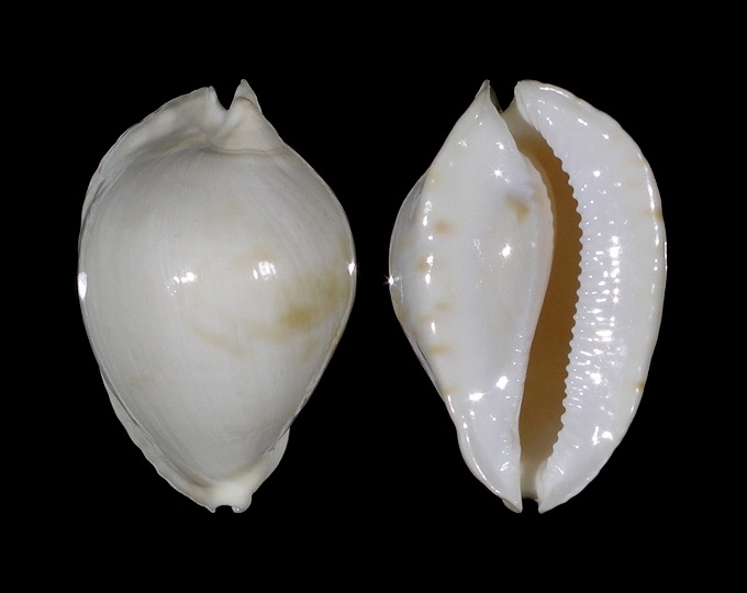 Picture of Zoila marginata albanyensis