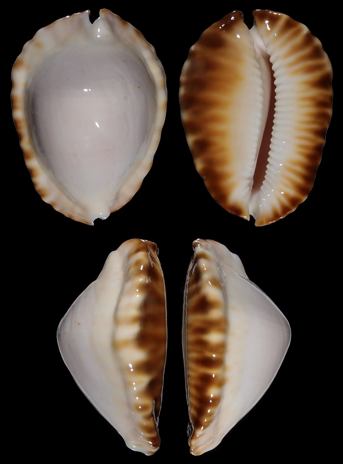 Image of Zoila ketyana f. hypermarginata