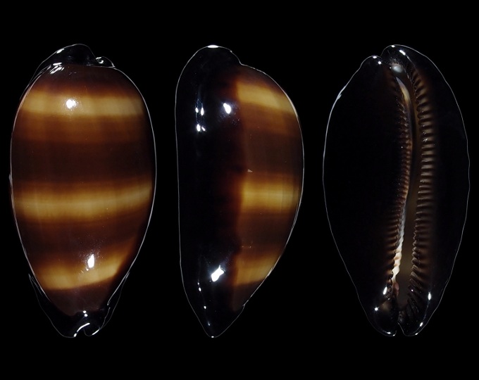 Picture of Talparia talpa f. imperialis