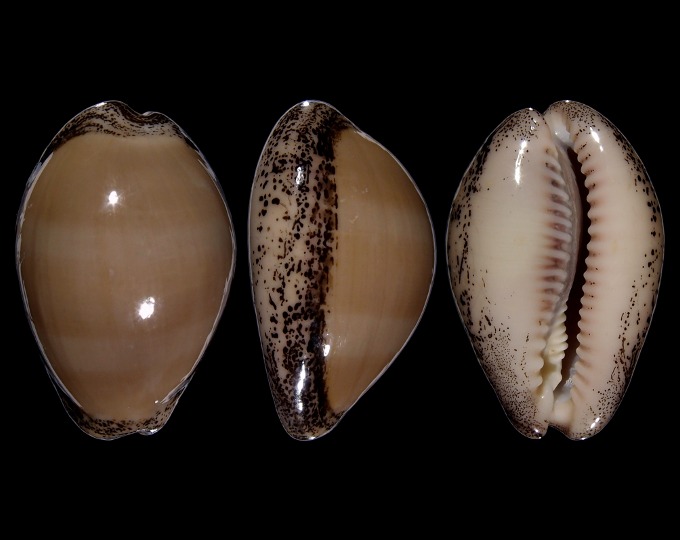 Image of Luria cinerea cinerea