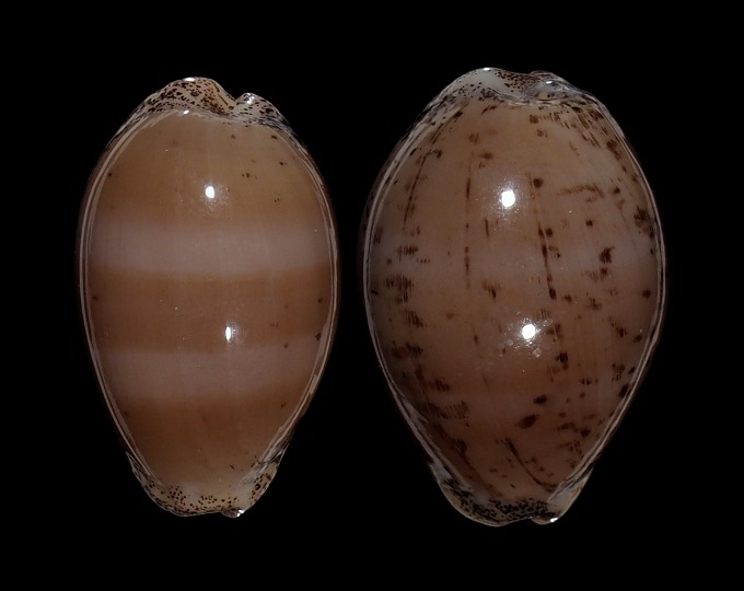 Image of Luria cinerea cinerea