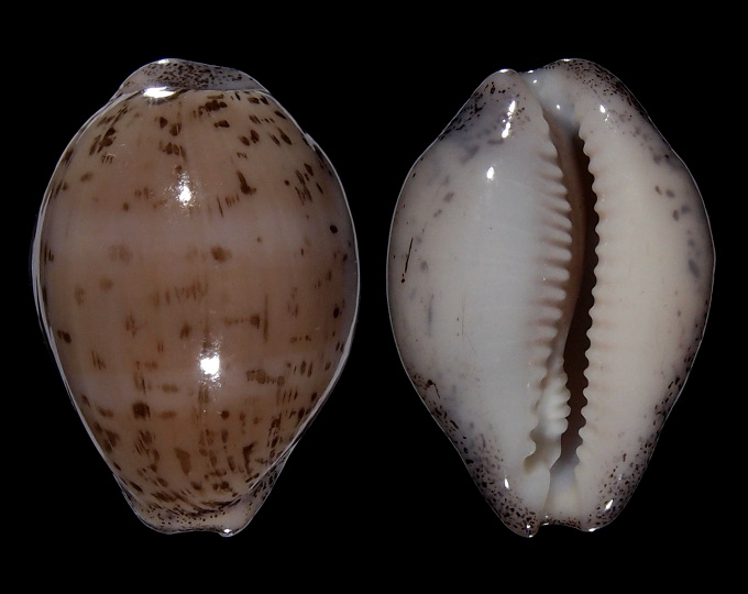 Picture of Luria cinerea cinerea