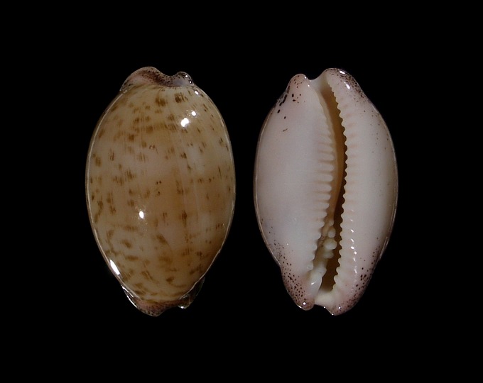 Image of Luria cinerea brasilensis