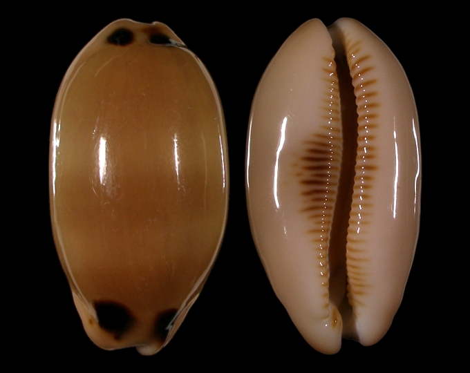 Picture of Luria pulchra pulchra