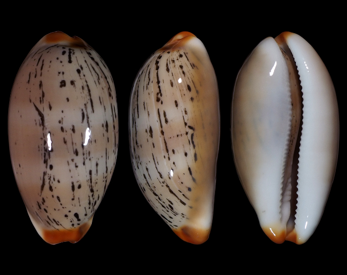 Image of Luria isabellamexicana 