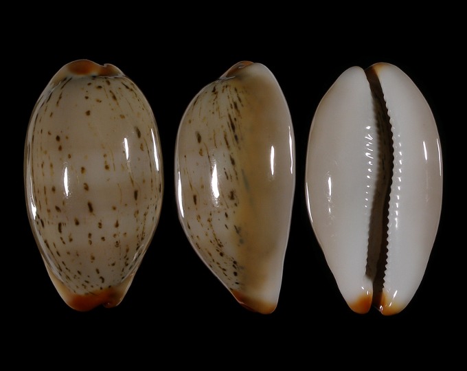 Picture of Luria isabellamexicana 