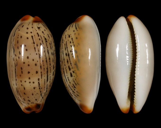 Picture of Luria isabellamexicana