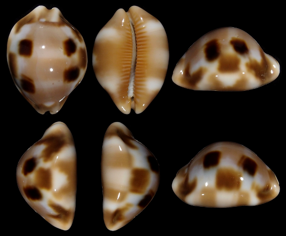 Image of Luria tessellata 