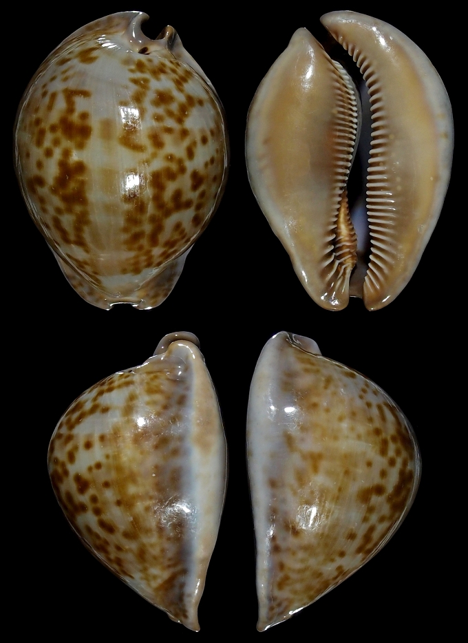 Picture of Trona stercoraria var.