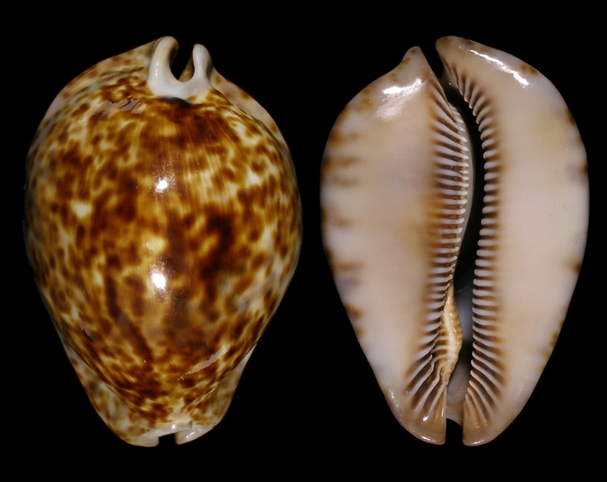 Picture of Trona stercoraria