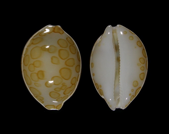 Picture of Annepona mariae 