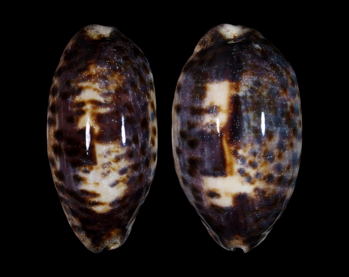 Picture of Chelycypraea testudinaria Picture of Chelycypraea testudinaria