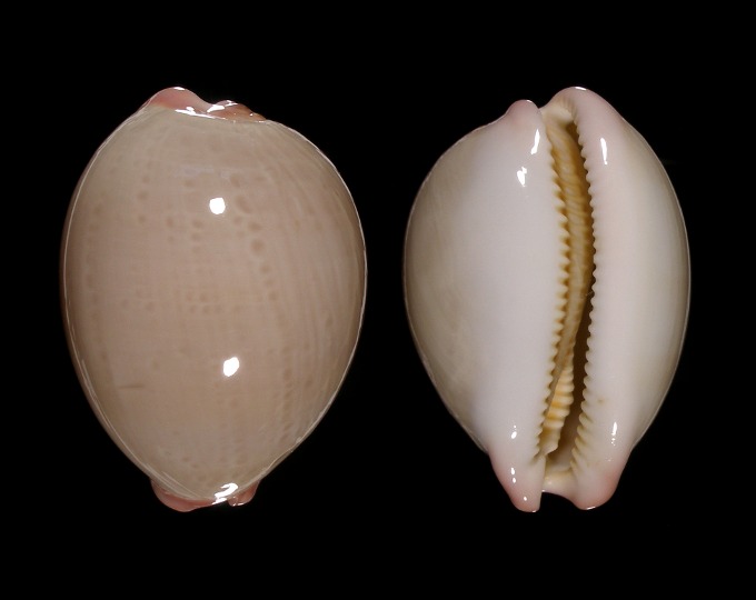 Image of Austrocypraea reevei 