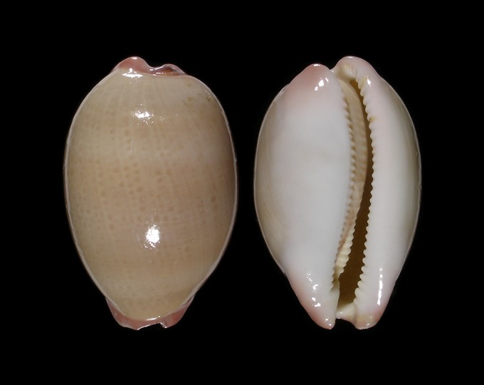 Picture of Austrocypraea reevei 