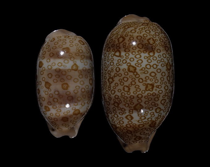 Picture of Arestorides argus argus