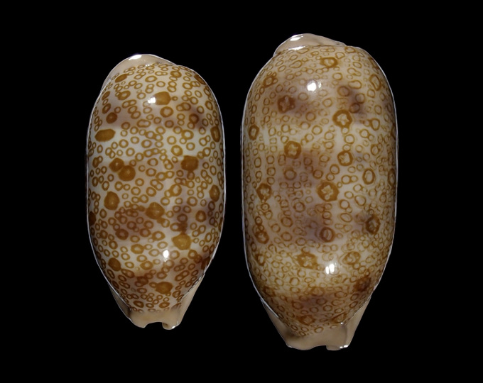 Image of Arestorides argus argus