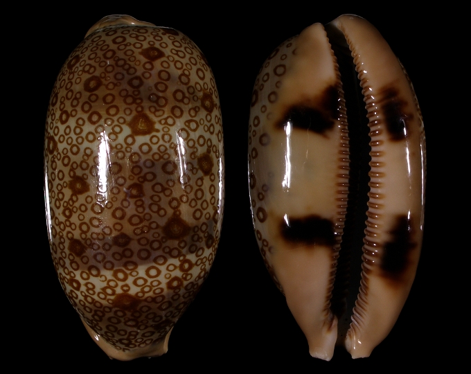Picture of Arestorides argus argus Picture of Arestorides argus argus