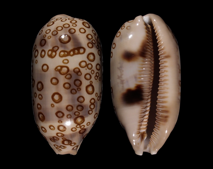 Image of Arestorides argus contracasta