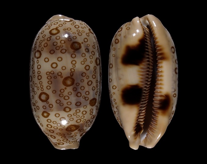 Image of Arestorides argus contracasta