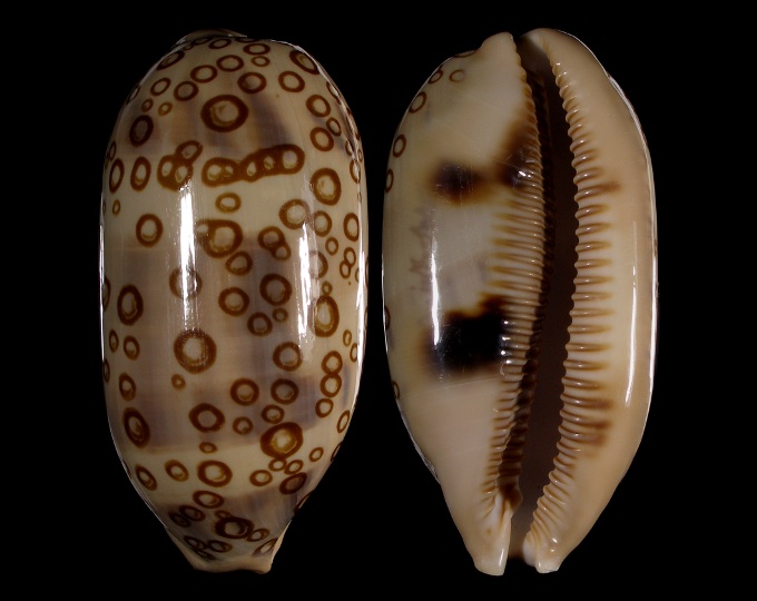 Picture of Arestorides argus contrastriata Picture of Arestorides argus contrastriata
