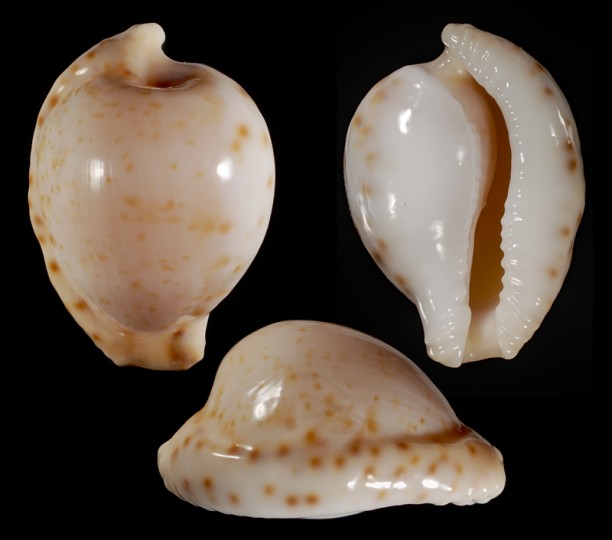 Picture of Cypraeovula edentula sanfrancisca f. astonensis var. Picture of Cypraeovula edentula sanfrancisca f. astonensis var.