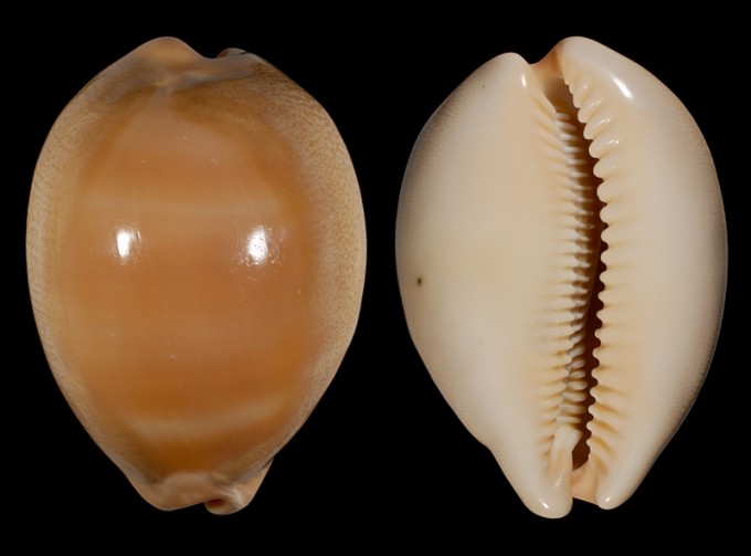 Picture of Lyncina kuroharai