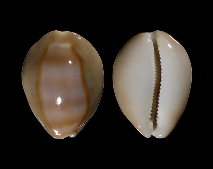 Image of Lyncina schilderorum 