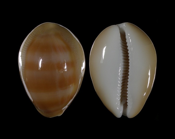 Picture of Lyncina schilderorum