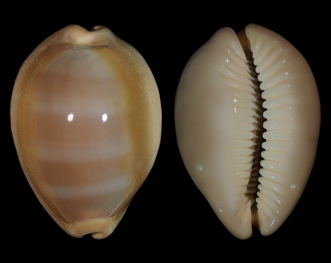 Image of Lyncina sulcidentata 