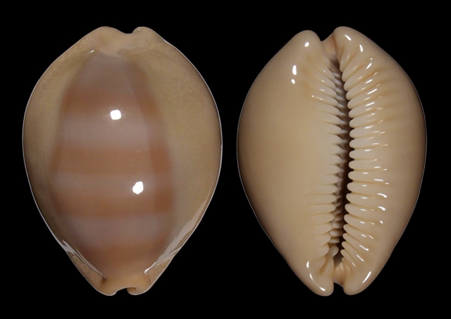 Image of Lyncina sulcidentata 