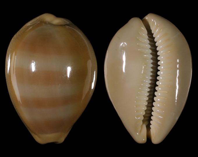 Picture of Lyncina sulcidentata