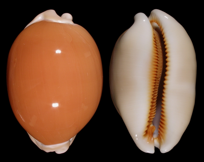 Picture of Lyncina aurantium