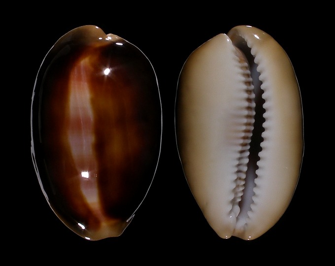Image of Lyncina ventriculus