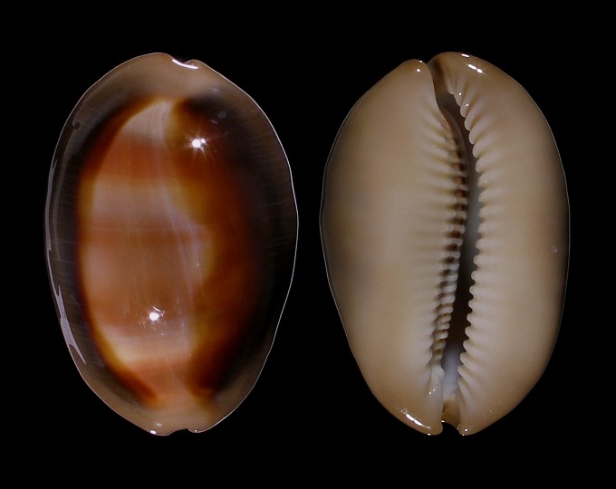 Picture of Lyncina ventriculus