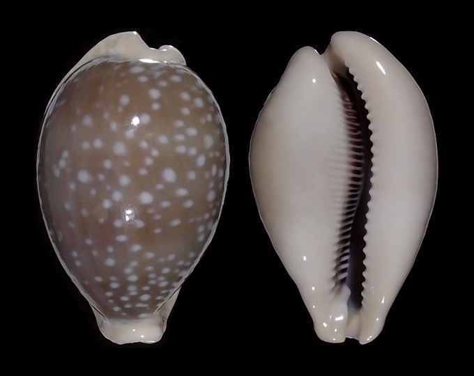 Image of Lyncina camelopardalis 