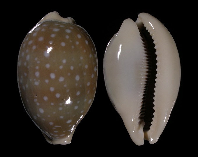 Picture of Lyncina camelopardalis