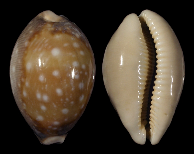 Picture of Lyncina vitellus vitellus
