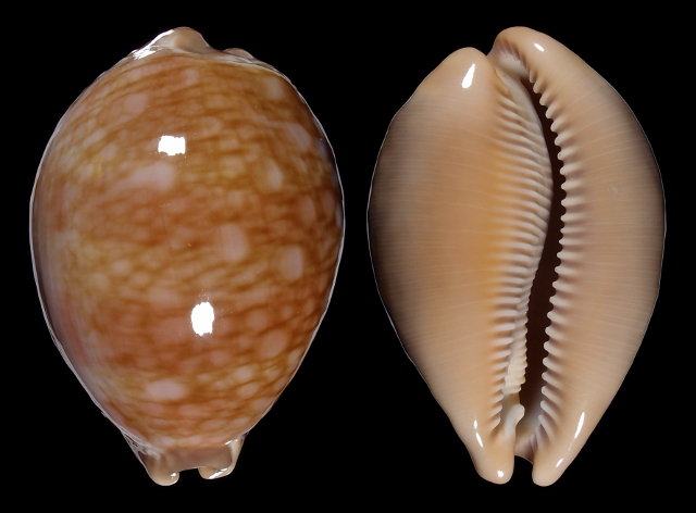 Image of Lyncina broderipii 