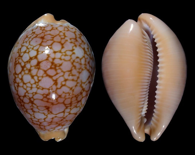 Image of Lyncina broderipii