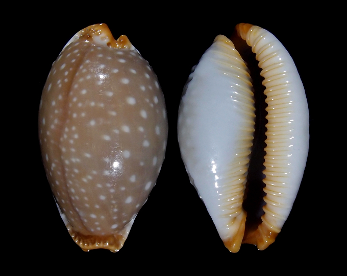 Image of Staphylaea limacina interstincta f. clarissa