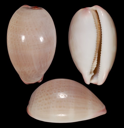 Image of Austrocypraea reevei 