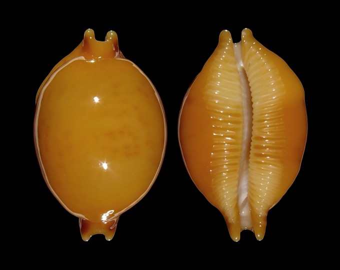 Picture of Pustularia globulus globulus